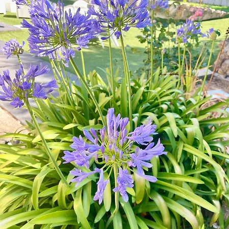 Eden * Domusnovas