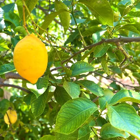 Eden * Domusnovas