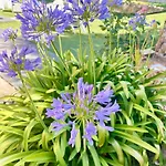 Eden * Domusnovas