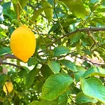 Eden * Domusnovas