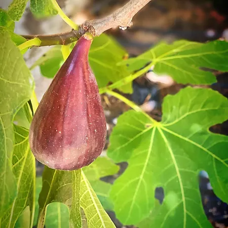 Σπίτι διακοπών Eden Domusnovas